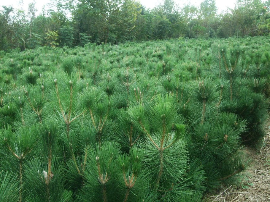 Сосна съедобная Pinus edulis