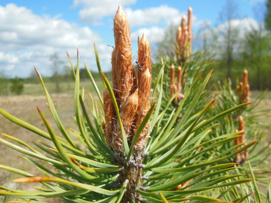 Пиния итальянская шишки