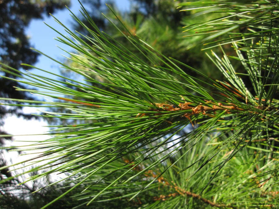Кедр корейский Pinus koraiensis