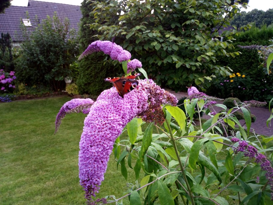 Буддлея Buddleja davidii Wisteria Lane