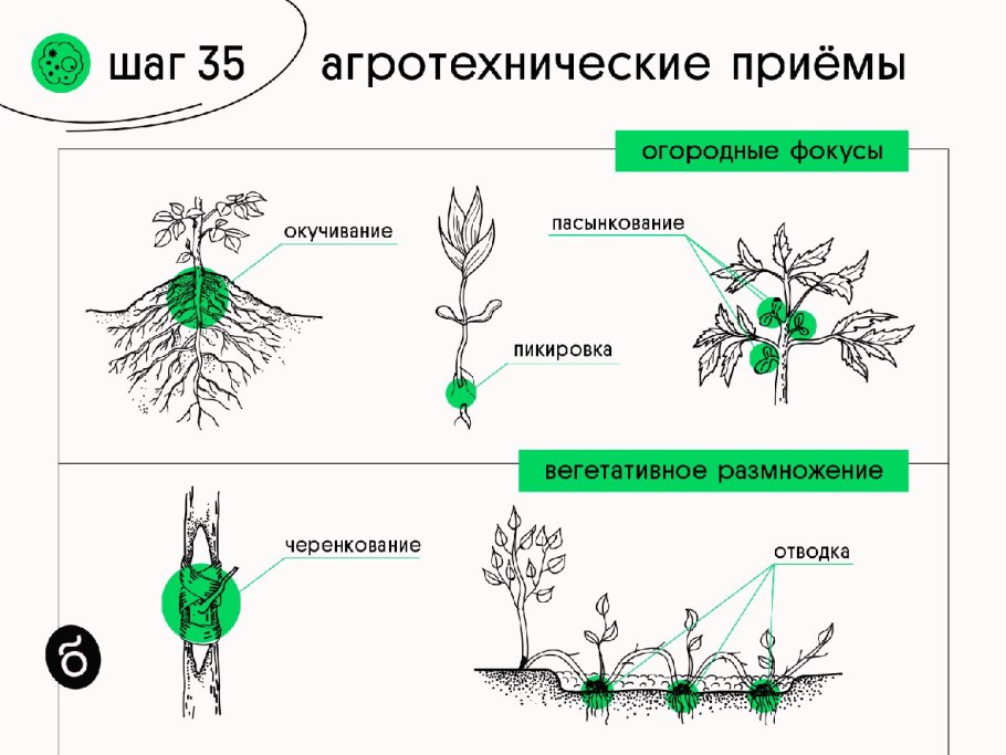 Размножение и расселение растений