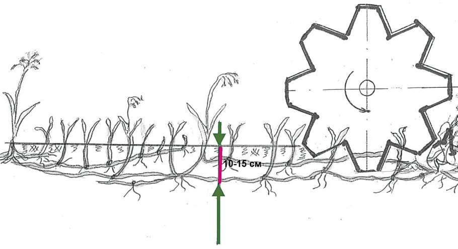 Бесполое размножение растений