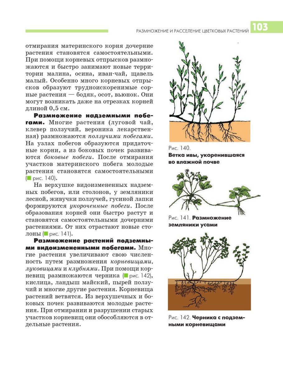 Замиокулькас строение