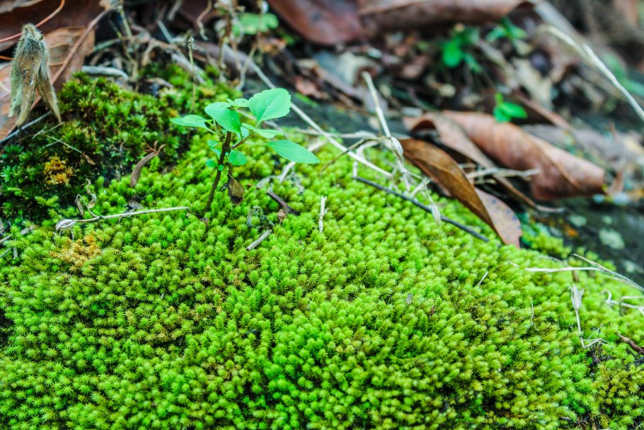Плаун годичный (Lycopodium annotinum)