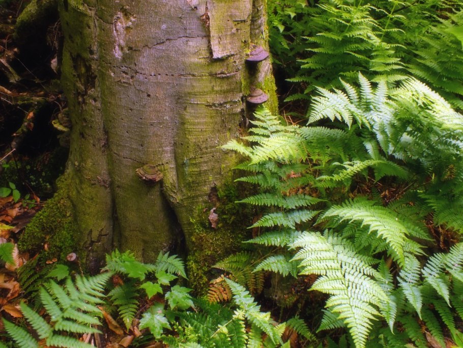 Хвощ полевой папоротник