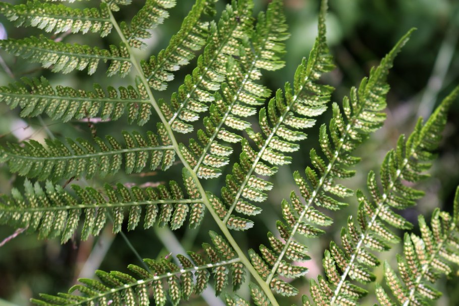 Палеофитные папоротники