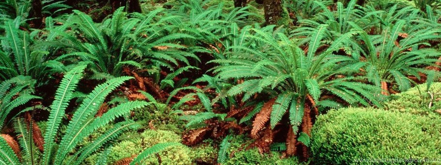 Lycopodium annotinum