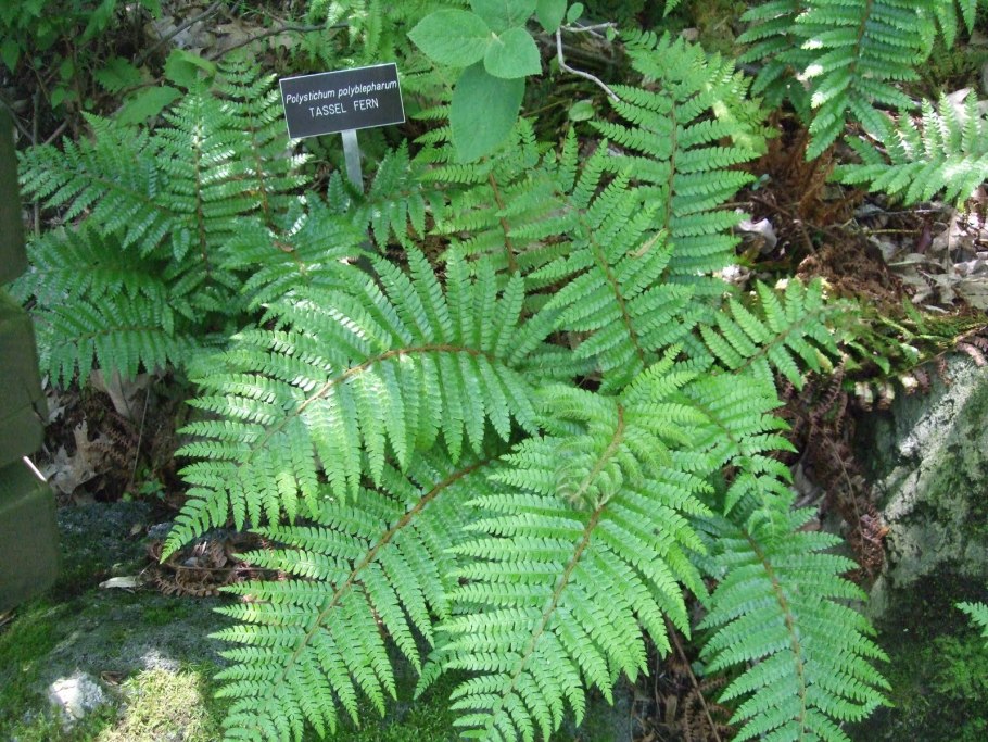 Плауна Lycopodium annotinum