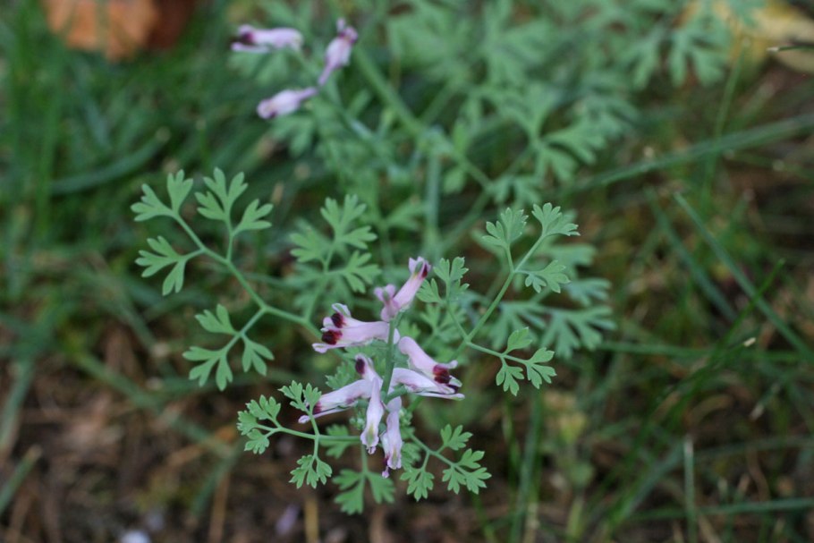 Дымянка лекарственная (fumaria officinalis)