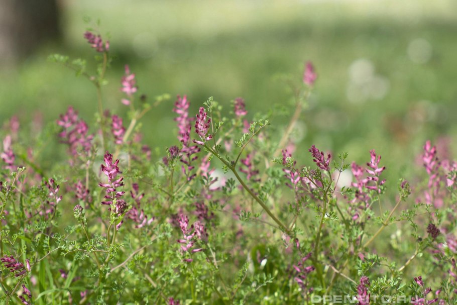 Дымянка аптечная (fumaria officinalis)