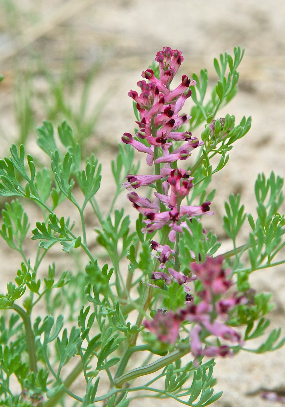 Дымянка аптечная