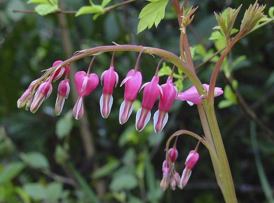 Дымянковые желтые