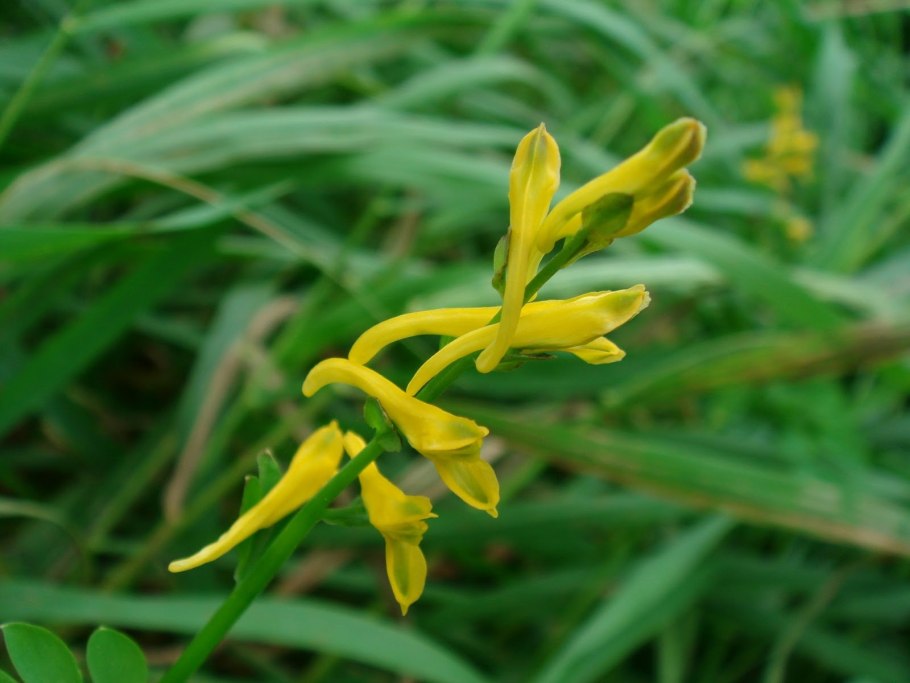 Дымянка лекарственная сок