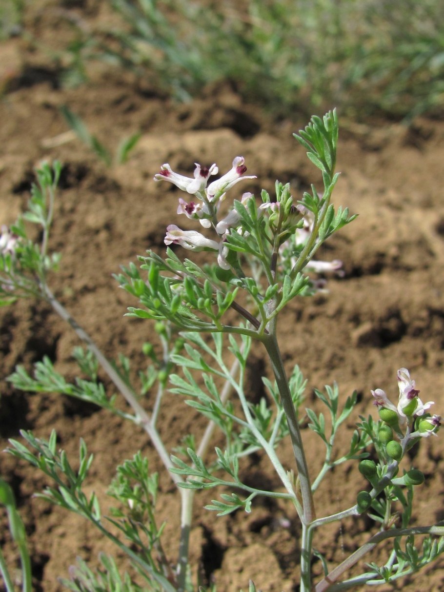 Дымянка сорняк