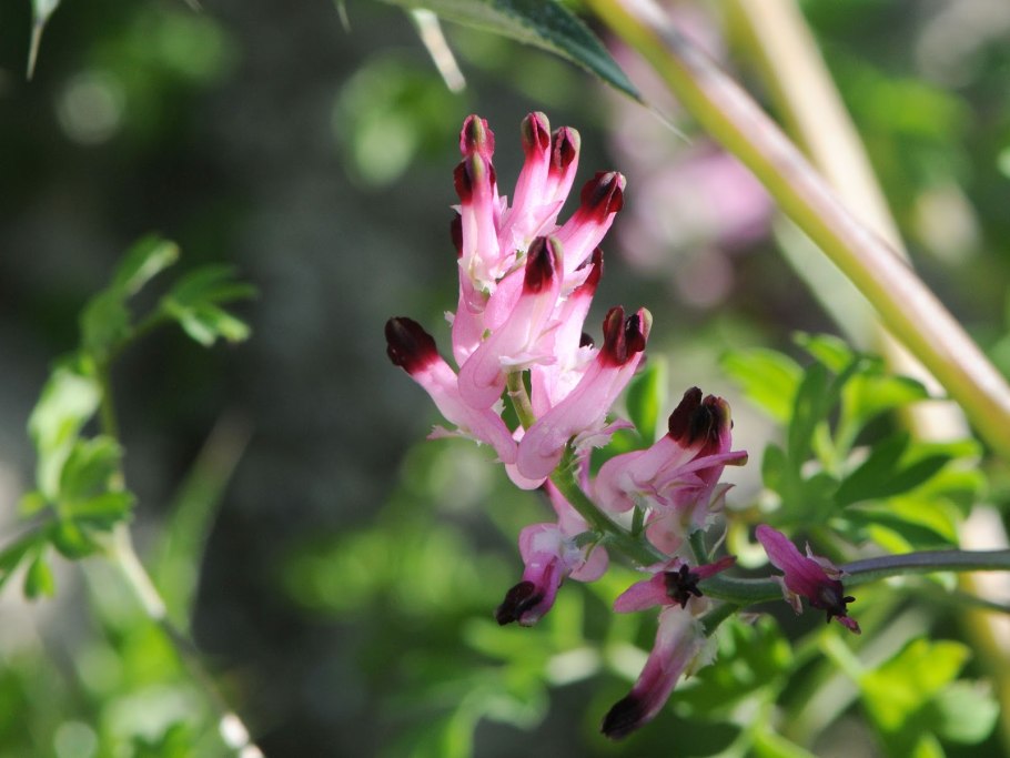 Дымянка лекарственная (fumaria officinalis)