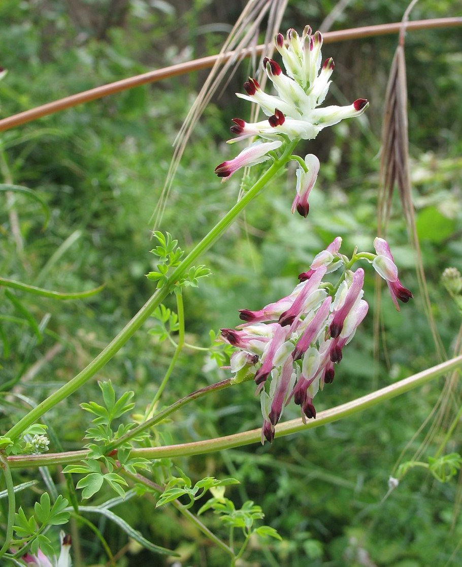 Дымянка аптечная