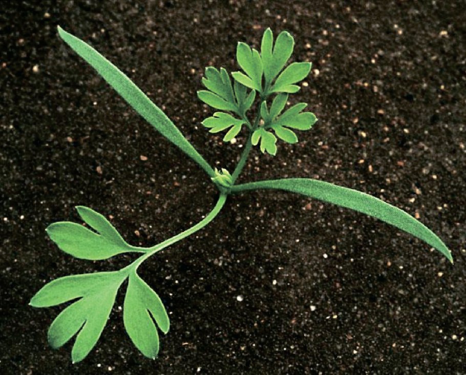 Дымянка аптечная fumaria officinalis