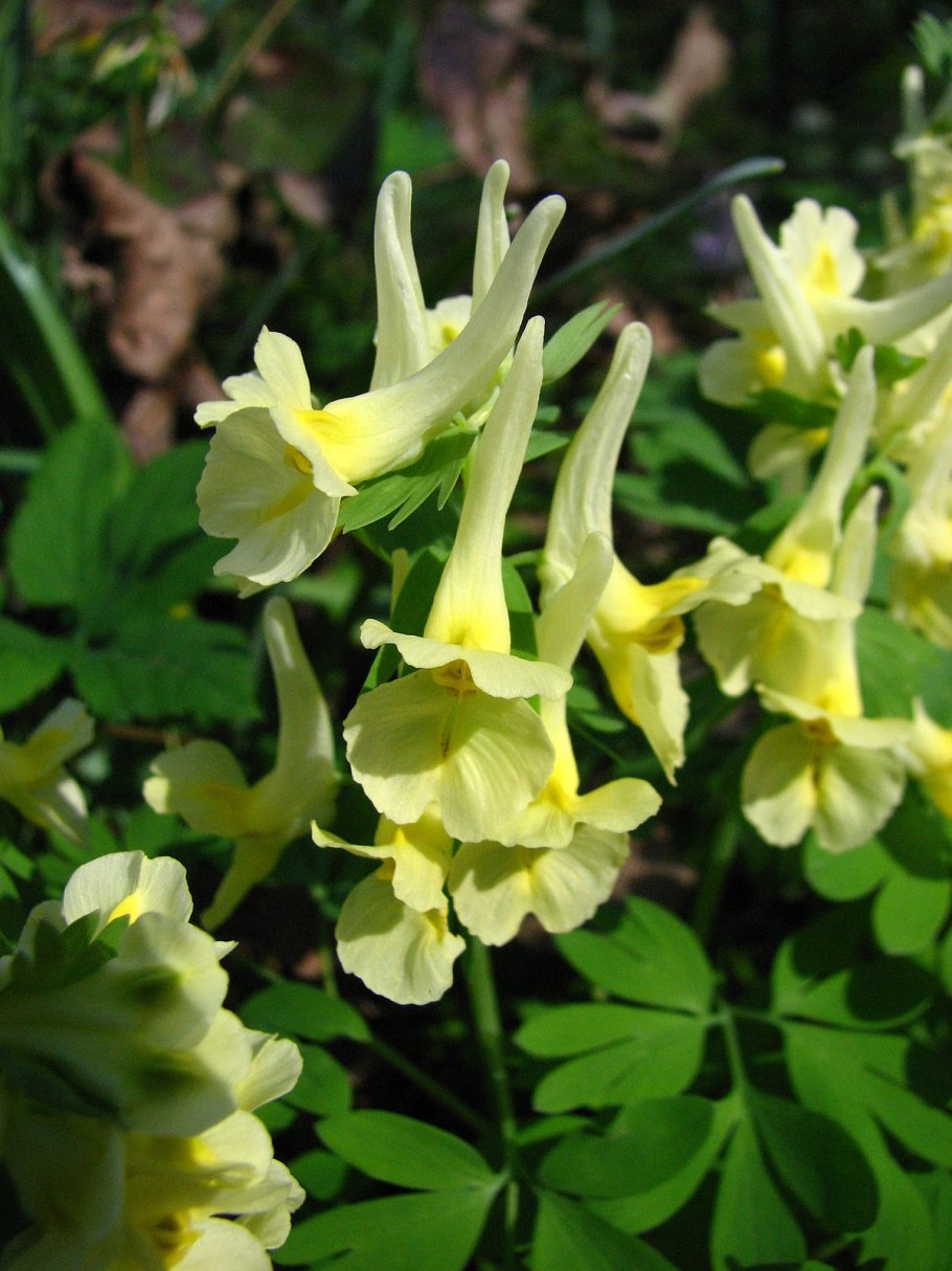 Хохлатка крупноприцветниковая (Corydalis bracteata)
