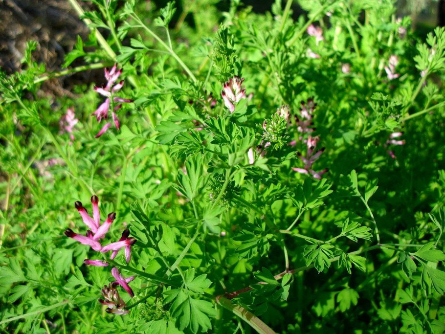 Дымянка лекарственная fumaria officinalis