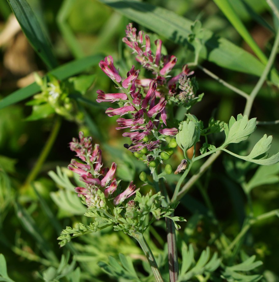 Дымянка лекарственная (fumaria officinalis)
