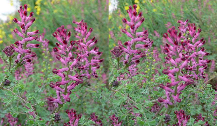 Дымянка аптечная (fumaria officinalis)