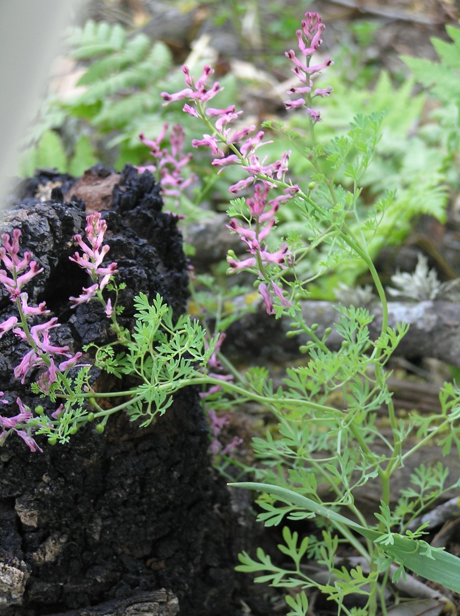 Хохлатка Турчанинова Corydalis
