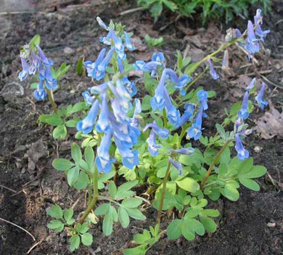 Хохлатка лесная