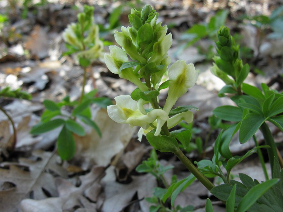 Дымянка сорняк всходы