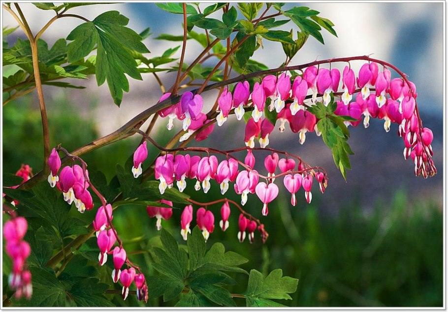 Дицентра травянистая