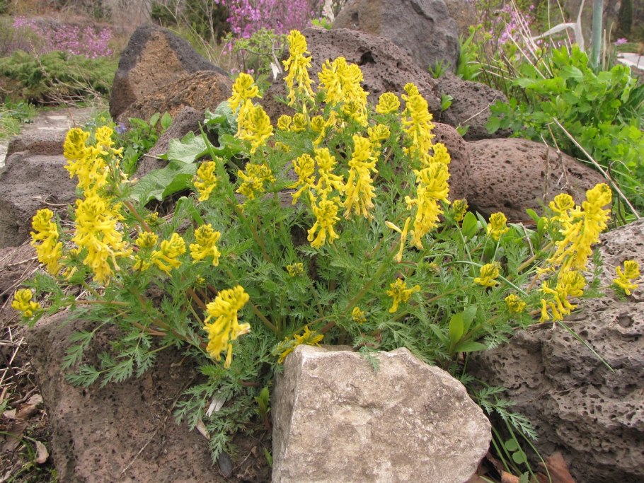 Хохлатка прицветниковая Corydalis bracteata