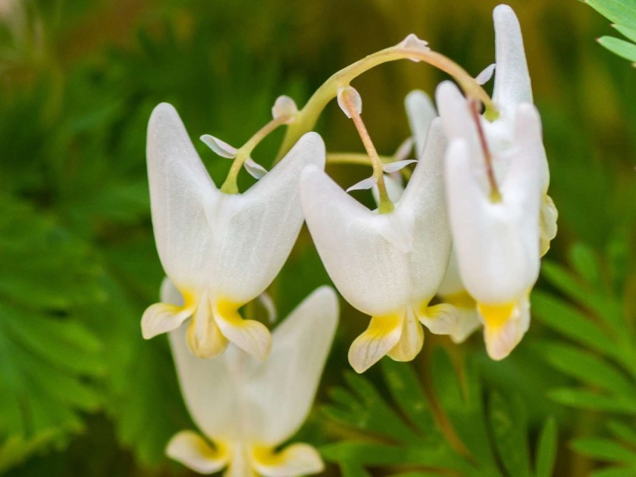 Дицентра клобучковая