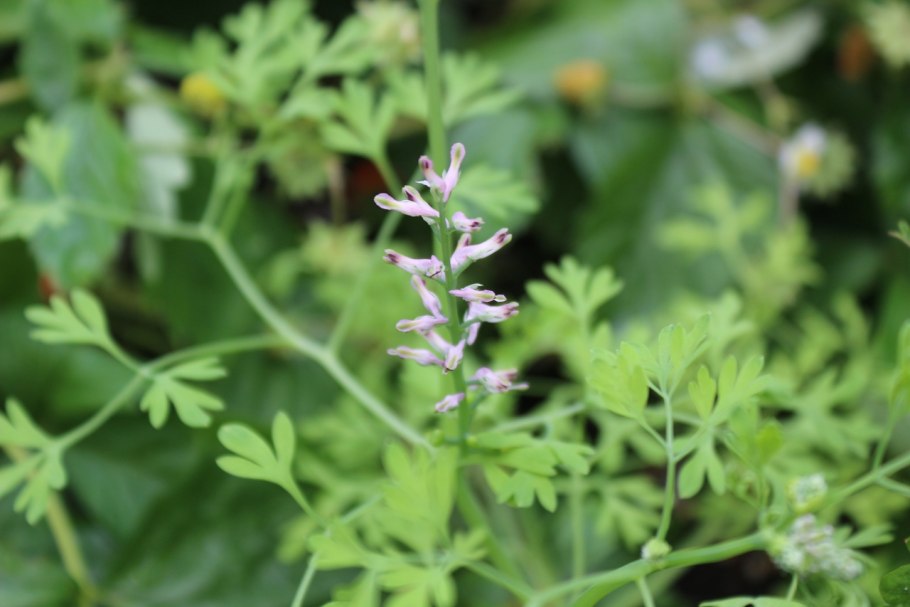 Дымянка аптечная (fumaria officinalis)