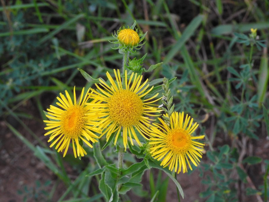 Девясил британский Inula Britannica