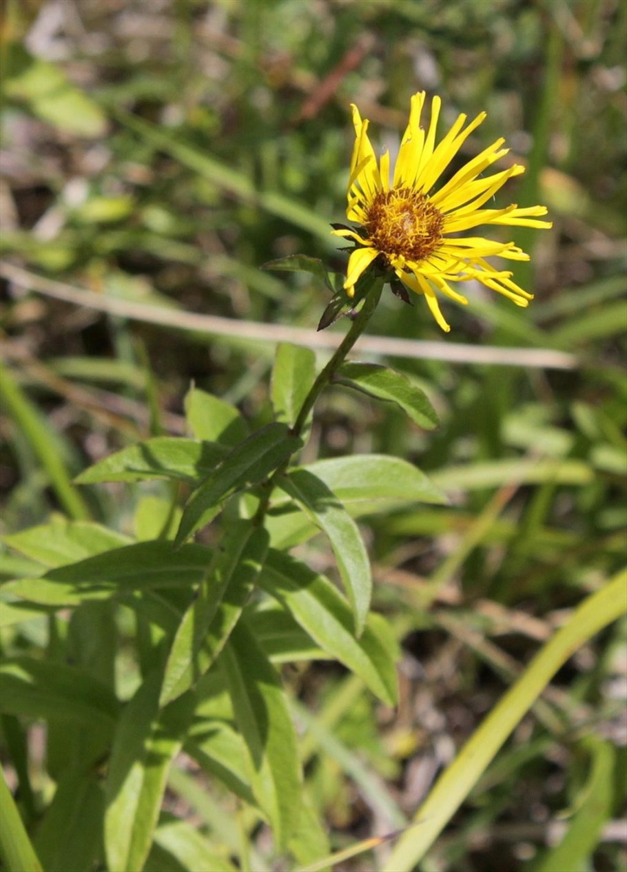 Девясил Inula Helenium