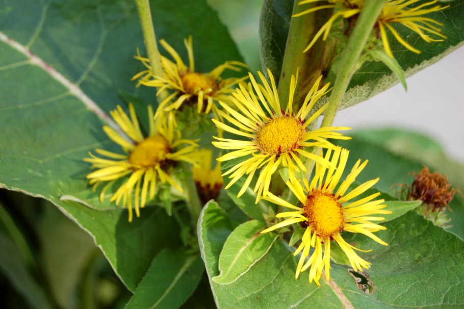 Девясил высокий (Inula Helenium l.)