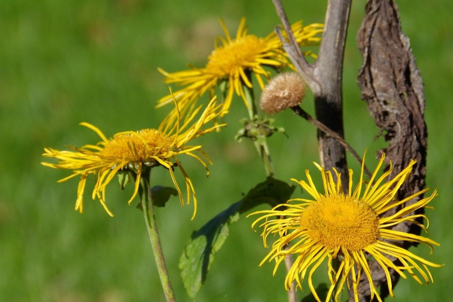 Девясил высокий (Inula Helenium l.)
