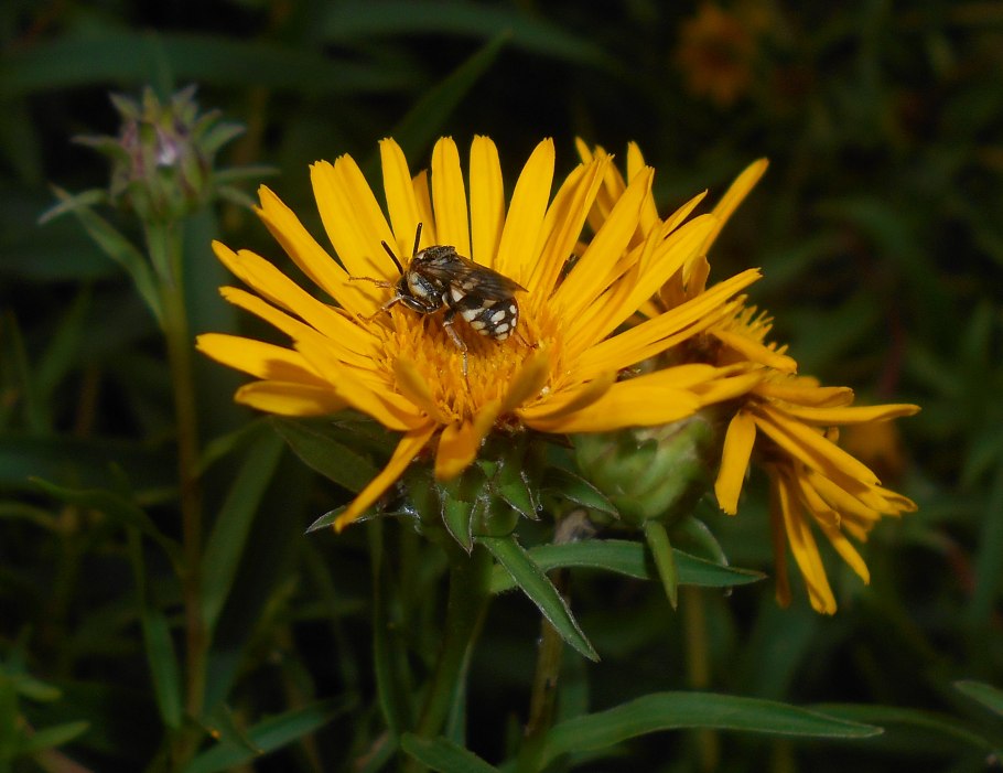 Inula ensifolia