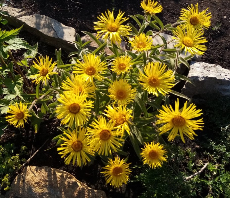 Девясил Сибирский Луговой