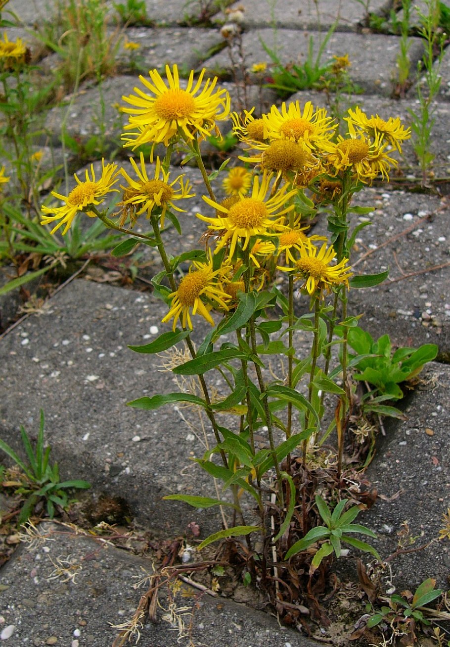 Inula racemosa