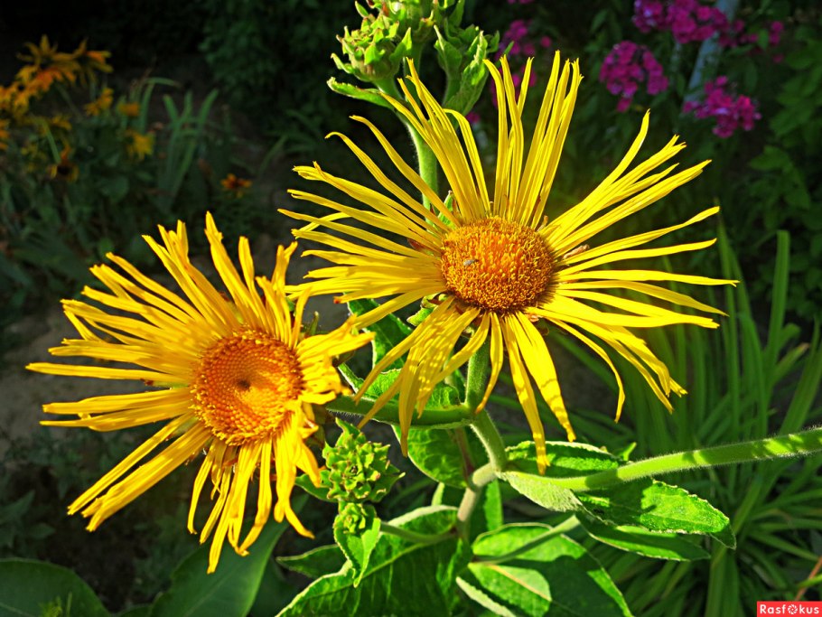 Девясил кистецветный