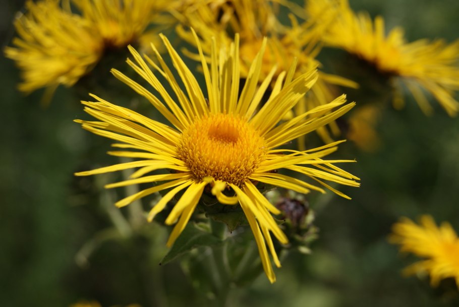 Inula graveolens