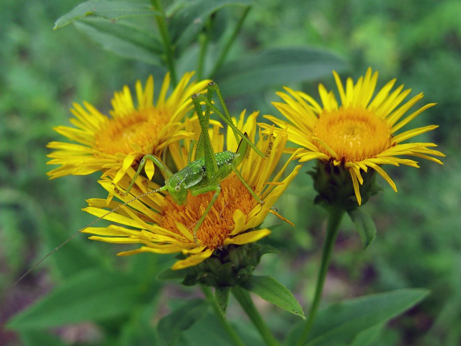 Девясил иволистный (Inula salicina l.)