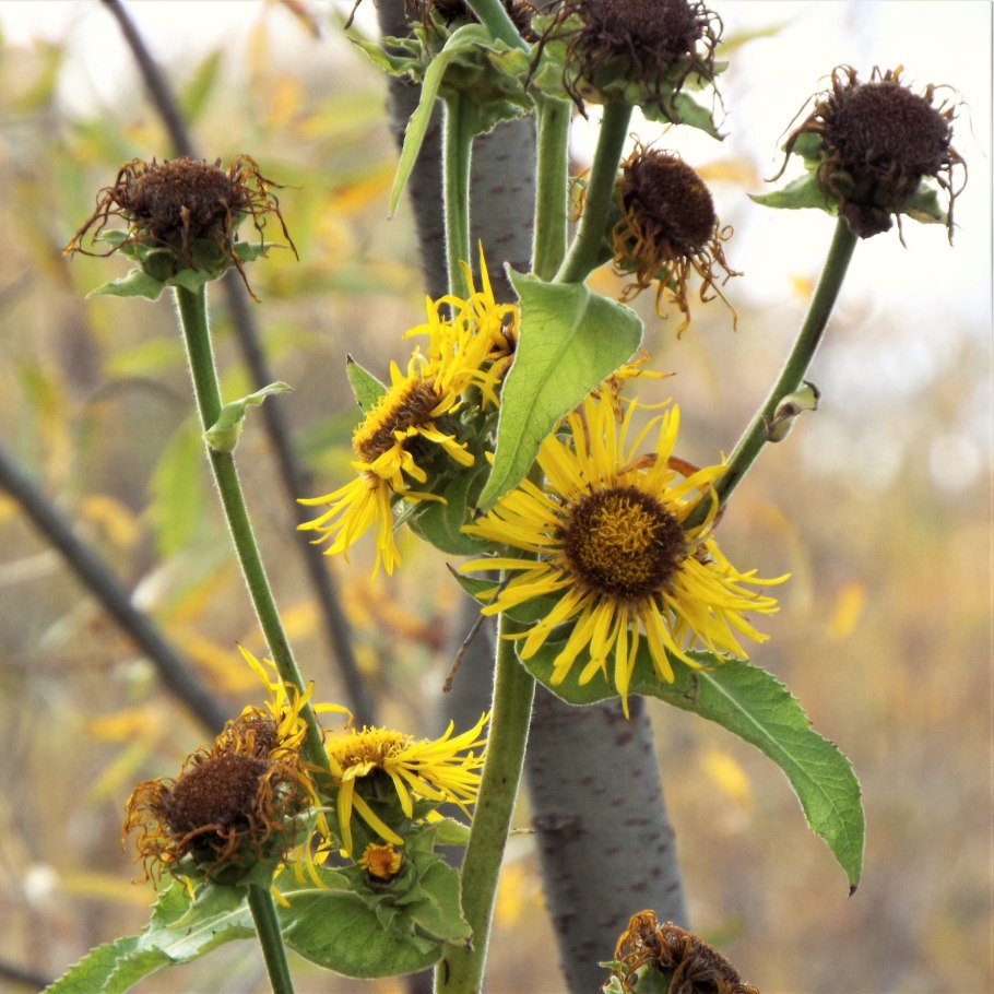 Inula ensifolia – девясил