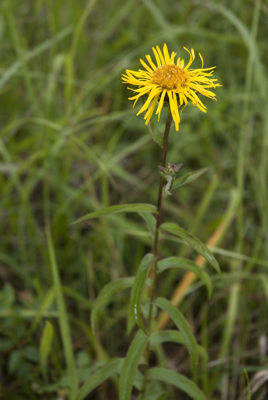 Девясил цветет