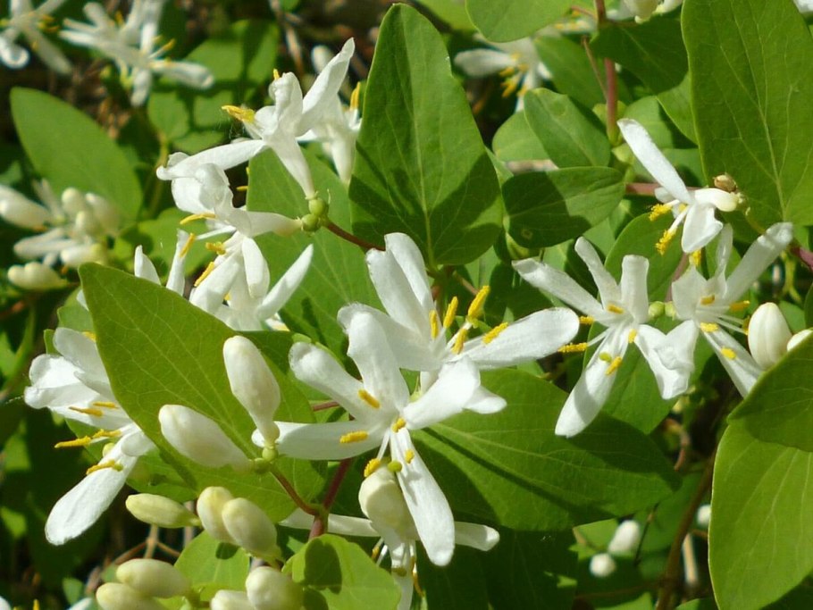 Жимолость съедобная цветение