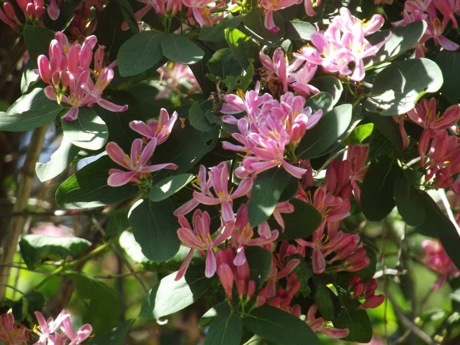 Жимолость съедобная Огненный опал