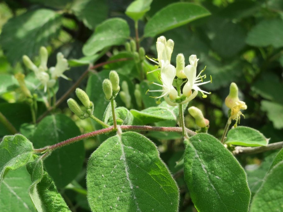 Жимолость обыкновенная (Lonicera xylosteum)