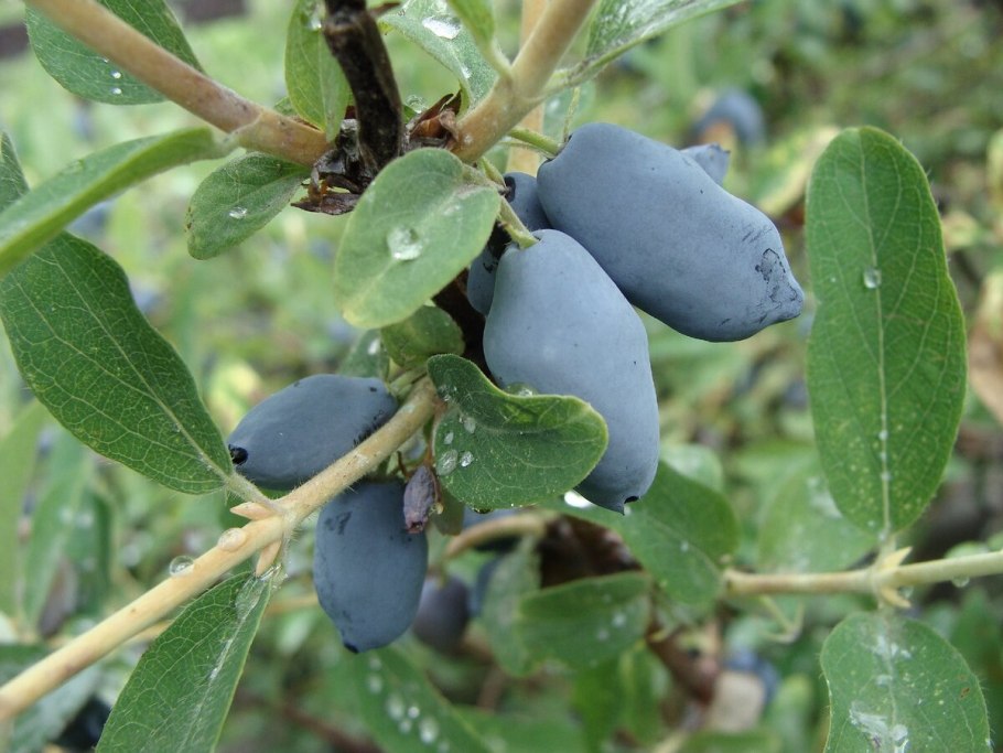 Жимолость съедобная Сластена