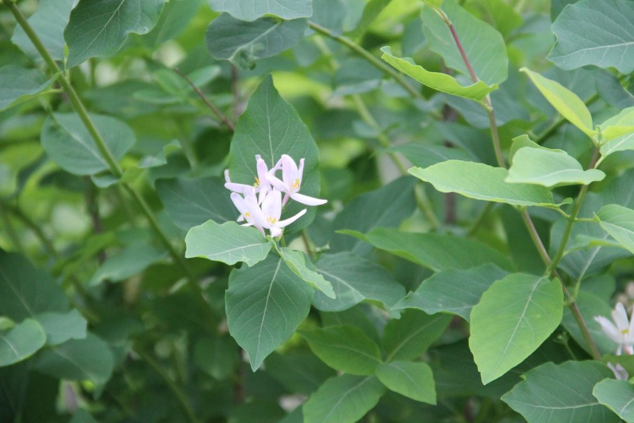 Жимолость каприфоль Вариегата