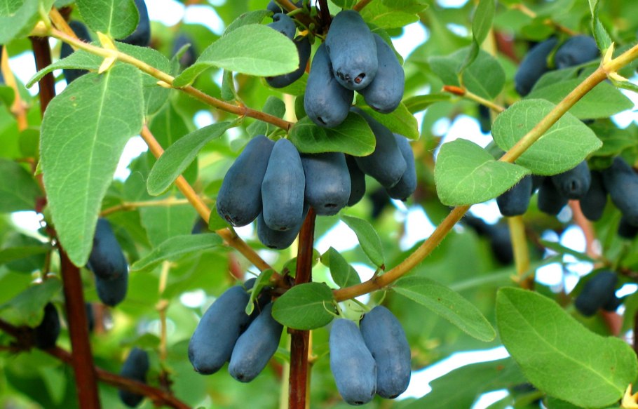 Жимолость Камчадалка